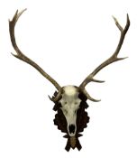 Antlers / Horns: European Red Deer (Cervus elaphus)