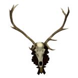 Antlers / Horns: European Red Deer (Cervus elaphus)