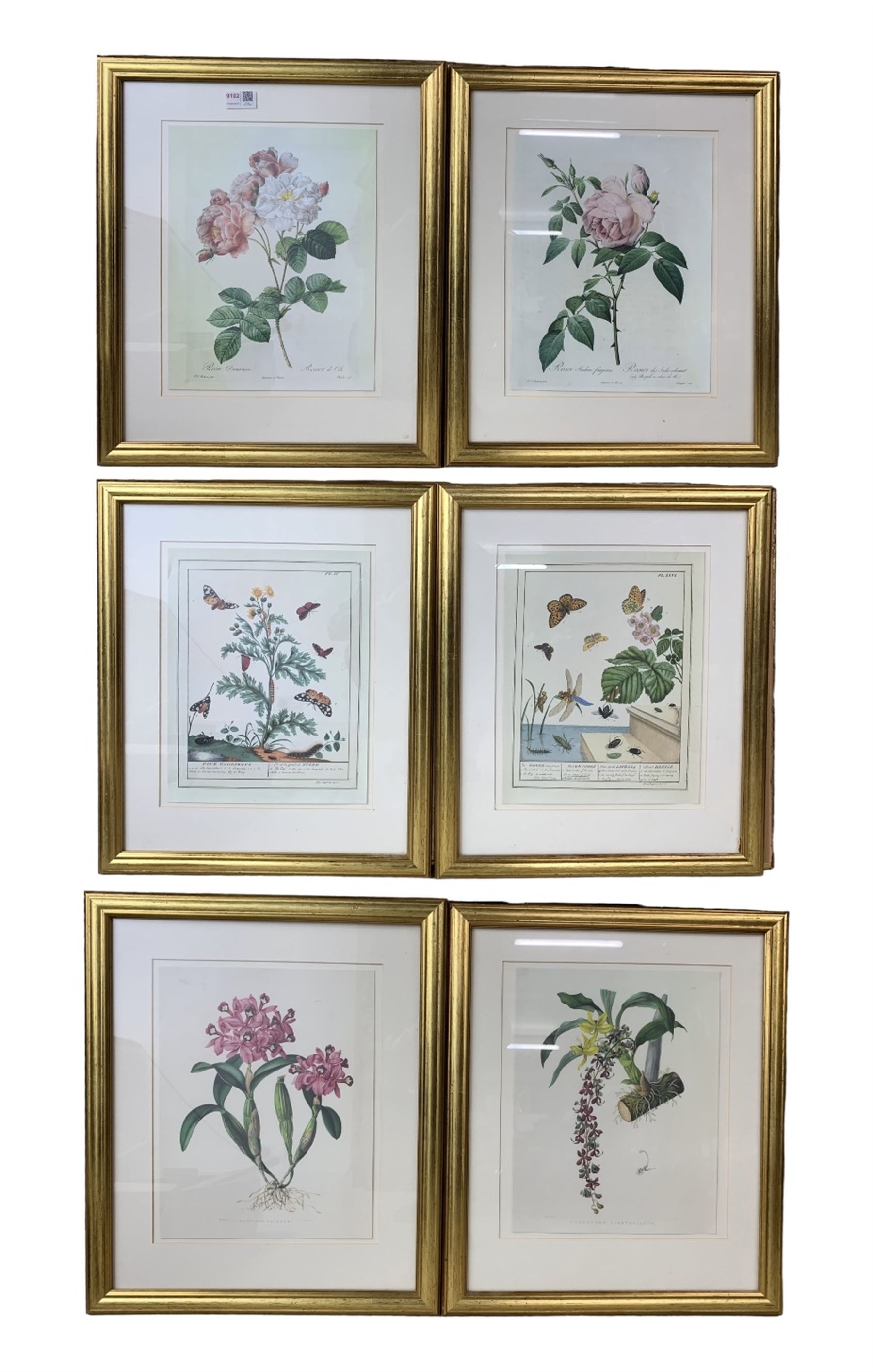 Six coloured botanical prints