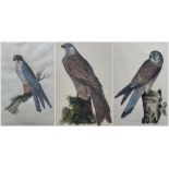 Prideaux John Selby (British 1788-1867): 'Kestrel (Male)' 'Red Legged Hobby' and 'Kite or Glead'