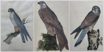 Prideaux John Selby (British 1788-1867): 'Kestrel (Male)' 'Red Legged Hobby' and 'Kite or Glead'