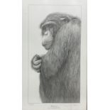 Gary Hodges (British 1954-): 'Chimpanzee'
