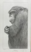 Gary Hodges (British 1954-): 'Chimpanzee'