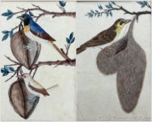 English School (19th century): Birds in Tree