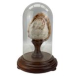 Relief carved conch shell with a cameo of Eros and Psyche on a wooden stand and under a glass dome H