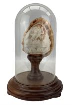 Relief carved conch shell with a cameo of Eros and Psyche on a wooden stand and under a glass dome H