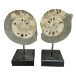 Pair of Vascoceras ammonites cut and polished showing the internal chambers