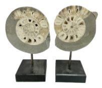 Pair of Vascoceras ammonites cut and polished showing the internal chambers