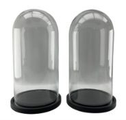 Pair of Victorian style glass domes on ebonised bases