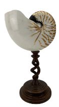 Nautilus shell raised upon turned wooden base H28cm