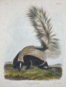 John Woodhouse Audubon (American 1812-1862): 'Mephitis Macroura Licht - Large Tailed Skunk (Male Nat
