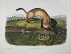 John Woodhouse Audubon (American 1812-1862): 'Putorius Nigripes Aud & Bach - Black Footed Ferret (Na