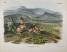 John Woodhouse Audubon (American 1812-1862): 'Lepus Nuttallii Bach - Nuttall's Hare (Males Natural S