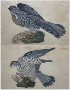 Prideaux John Selby (British 1788-1867): 'Ash Coloured Harrier (Male)' and 'Merlin (Male)'