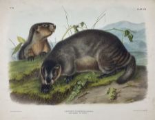 John Woodhouse Audubon (American 1812-1862): 'Arctomys Pruinosus Pennant - Hoary Marmot - The Whistl