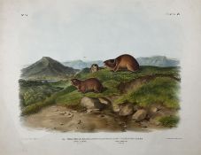 John James Audubon (American 1785-1851): 'Georychus Helvolus Rich - Tawny Lemming and Georychus (Nat