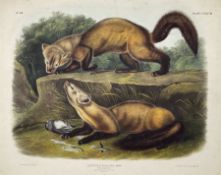 John Woodhouse Audubon (American 1812-1862): 'Mustela Martes Linn - Pine Marten (Male & Female Winte