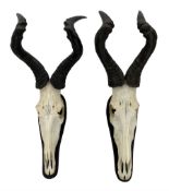 Antlers / Horns: Two pairs of Hartebeest horns on cut upper skulls