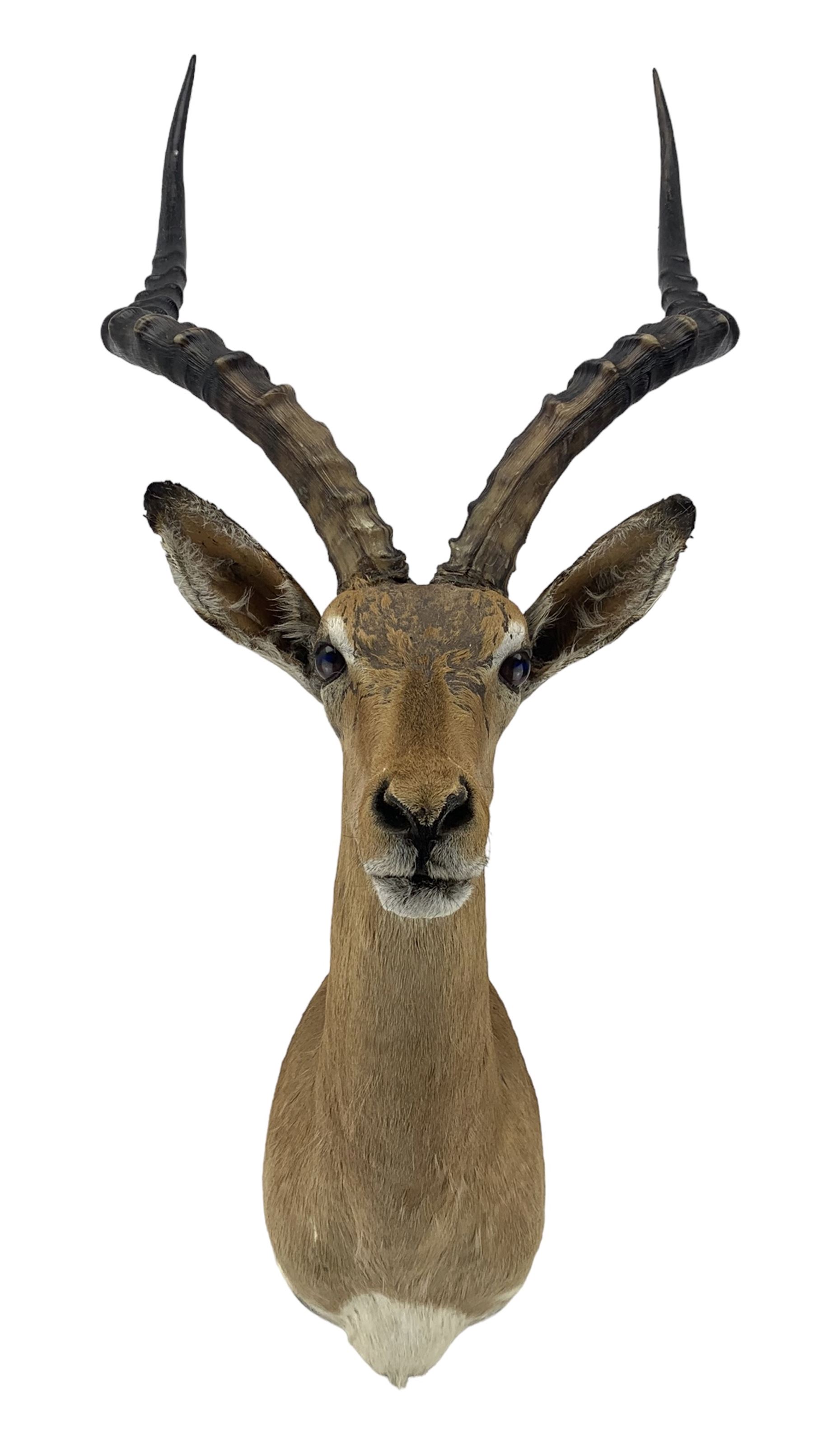 Taxidermy: Common Impala (Aepyceros Melampus) circa late 20th century