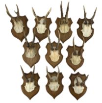 Antlers / Horns: Ten pairs of Roe Deer antlers on upper skull mounted upon oak shields