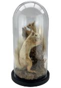 Taxidermy: Late Victorian pair of Red Squirrels (Sciurus vulgaris): pair of full mount adults mounte