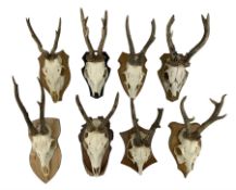 Antlers / Horns: Eight pairs of Roe Deer antlers on upper skull mounted upon shields (8)