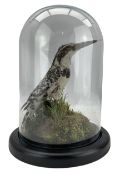 Taxidermy: Victorian Pied Kingfisher (Ceryle rudis) full mount perched upon a faux moss covered rock