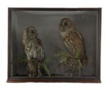 Taxidermy - Late Victorian cased pair of tawny Owls (Strix Aluco) - full mount perched on tree stump