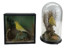 Taxidermy: Two Late Victorian Canaries (Serinus flaviventris)