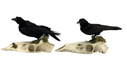 Taxidermy: Two Carrion Crows (Corvus corone corone)
