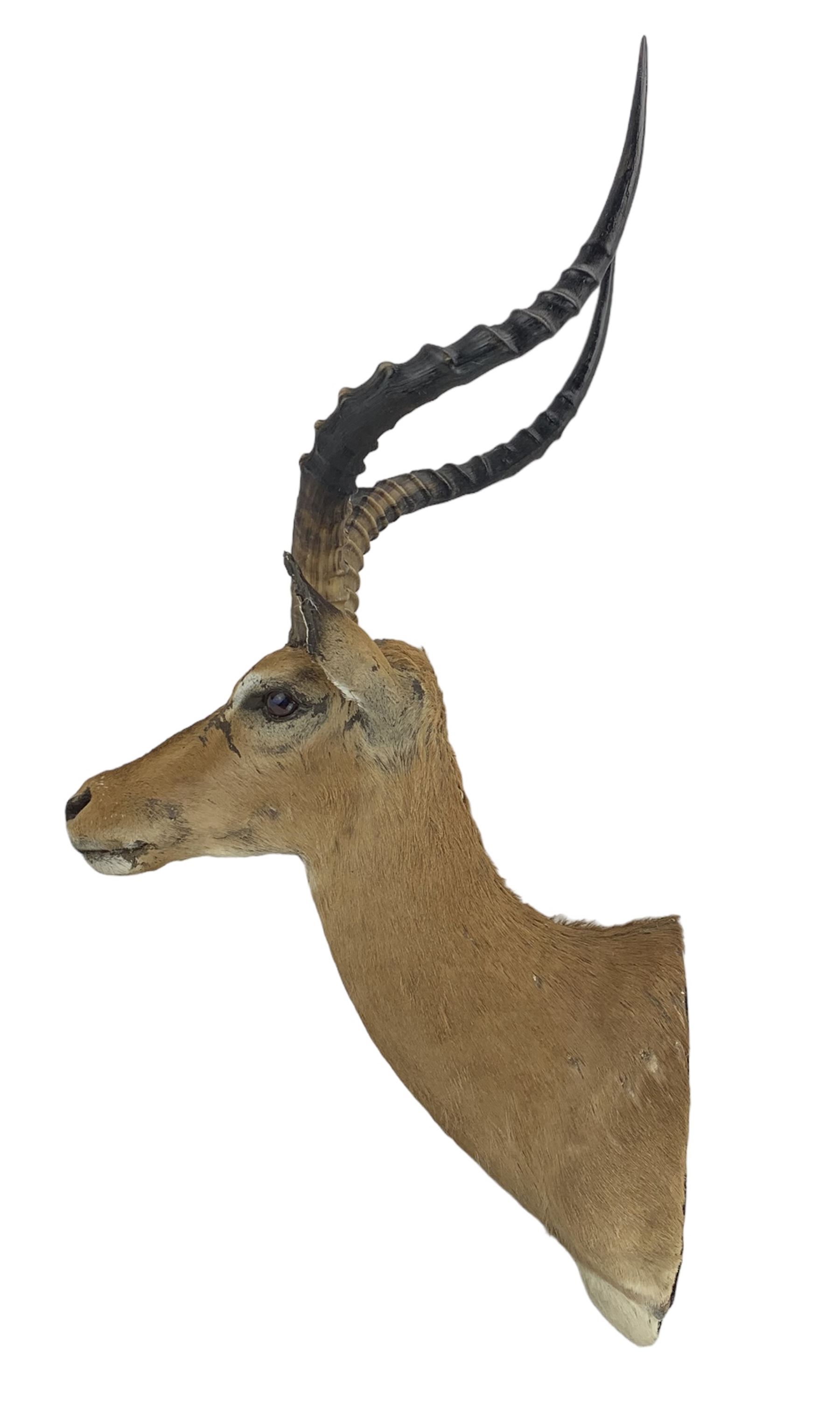 Taxidermy: Common Impala (Aepyceros Melampus) circa late 20th century - Image 2 of 2