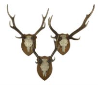 Antlers / Horns: Three pairs of Sika Deer antlers on upper skull