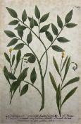 Collection of botanical engravings and originals including Johann Wilhelm Weinmann (German 1683-1741