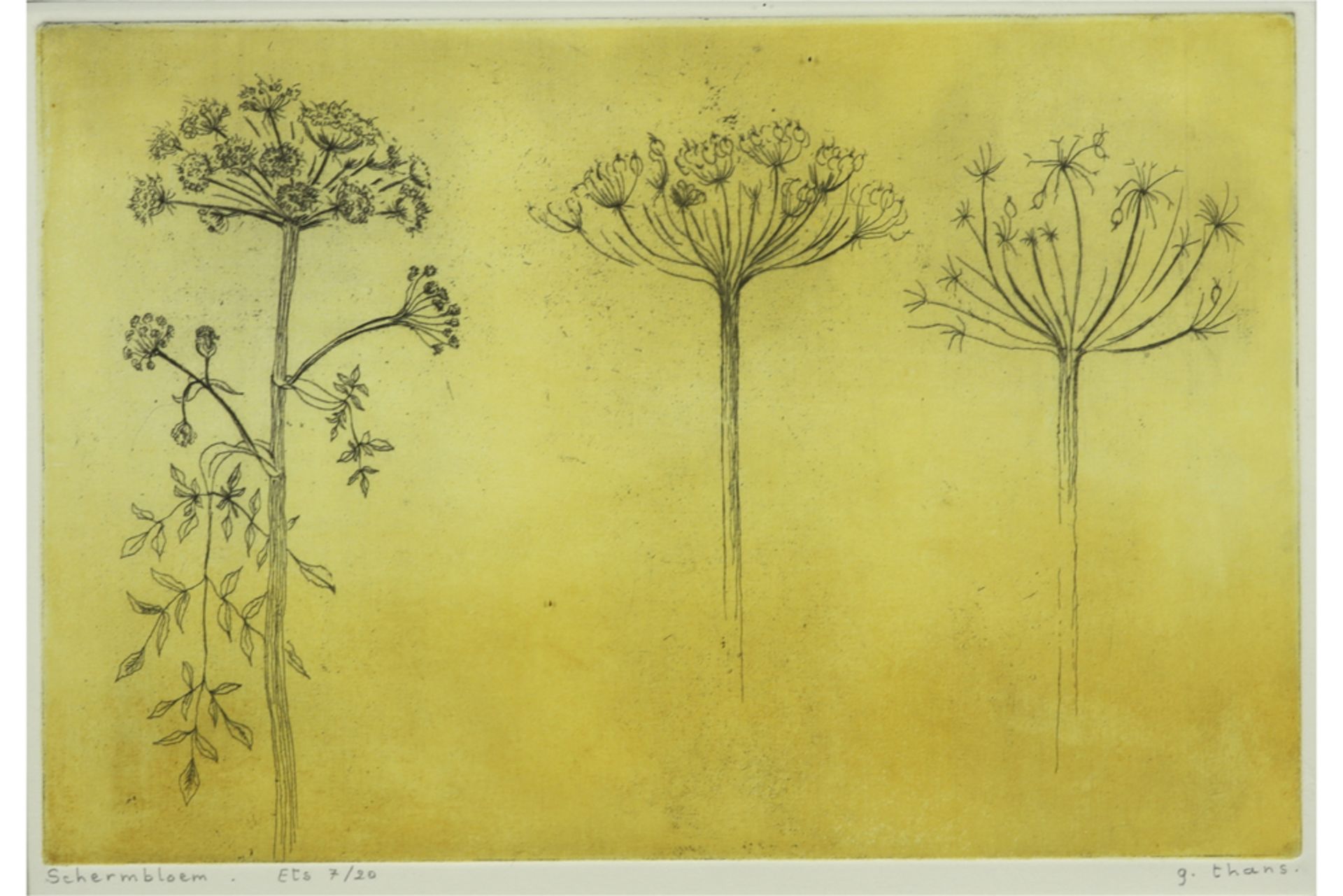 etching - signed G. Thans||THANS G. ets n° 7/20 : "Schermbloem" - 20 x 30 getekend