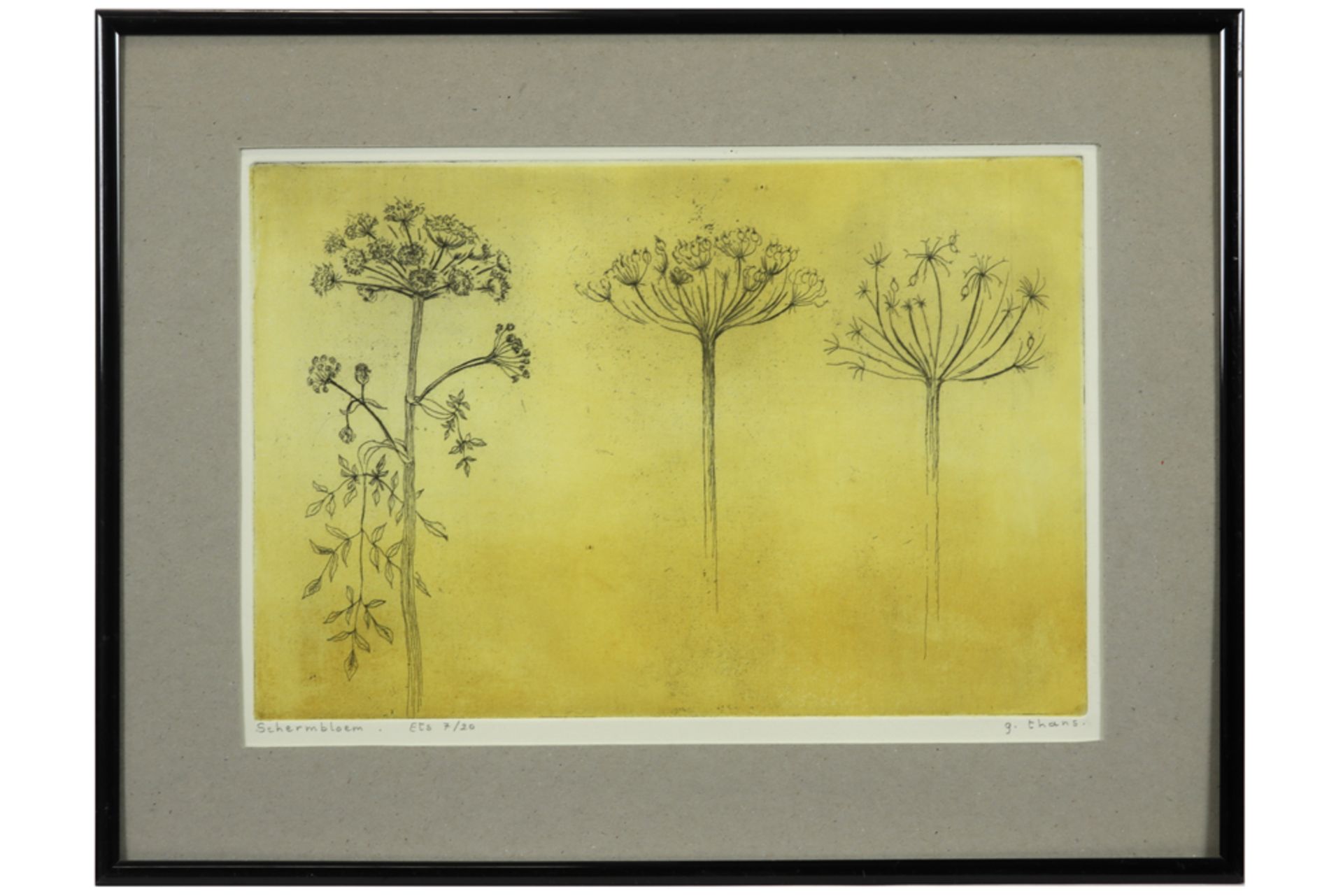 etching - signed G. Thans||THANS G. ets n° 7/20 : "Schermbloem" - 20 x 30 getekend - Image 3 of 3