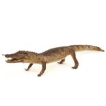 taxidermy : crocodile