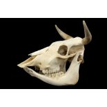skull of a bull ||Schedel van een stier - hoogte : 43,5 cm