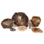 several items of fossilised wood and a fossil ||Lot met gefossiliseerd hout en een fossiel