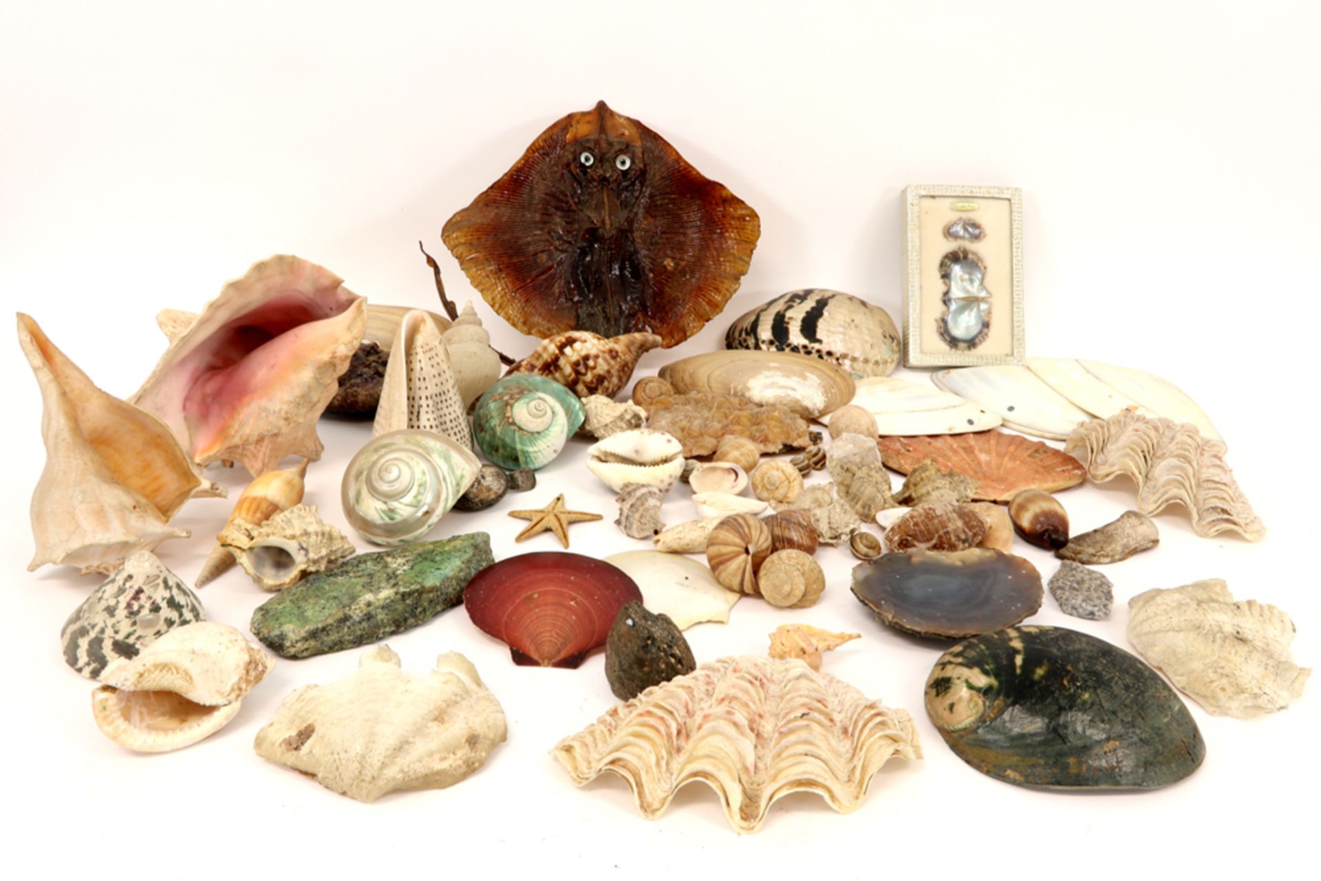 various lot with shells, fossiles and geodes ||Lot met geodes, schelpen en fossielen