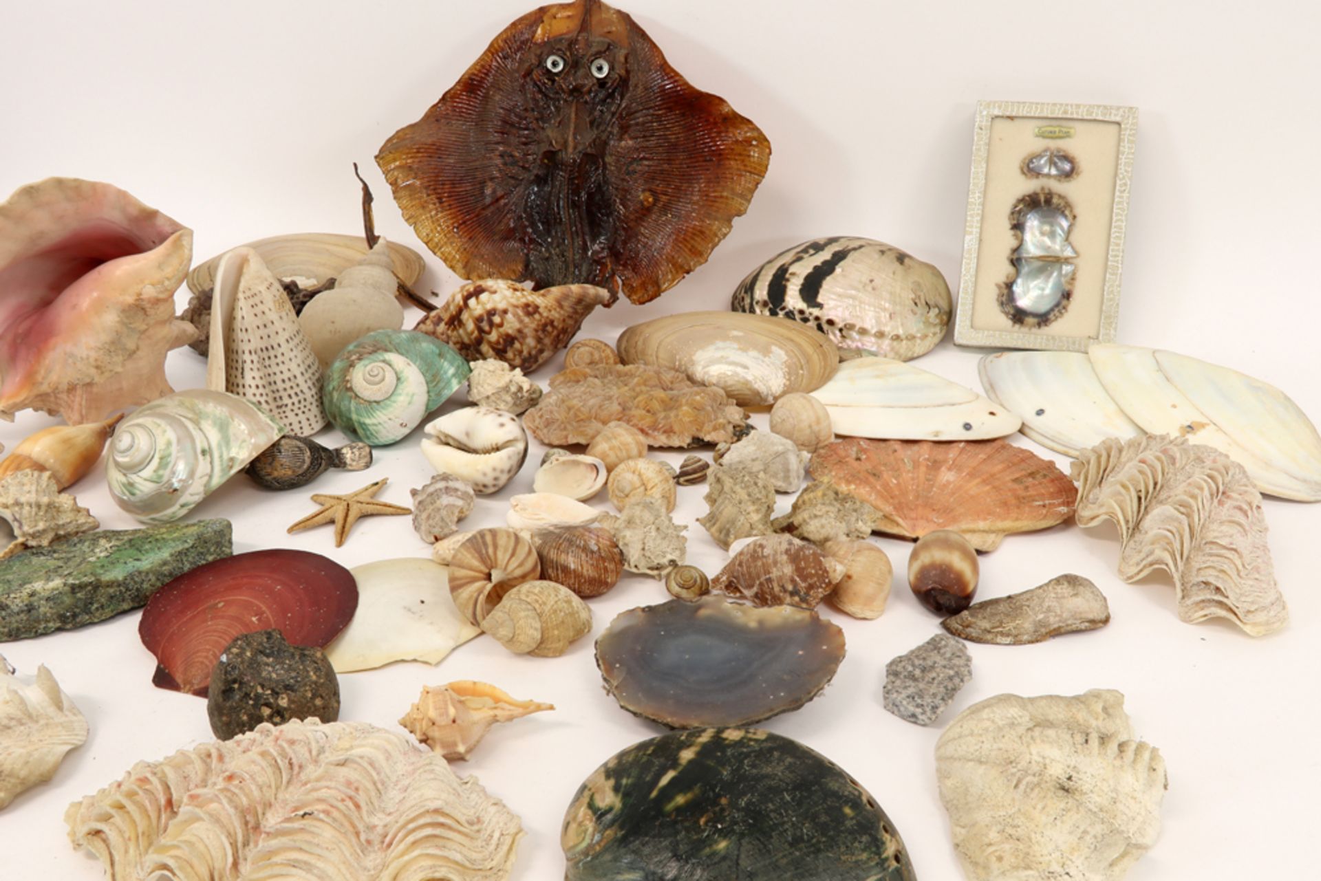 various lot with shells, fossiles and geodes ||Lot met geodes, schelpen en fossielen - Image 4 of 4