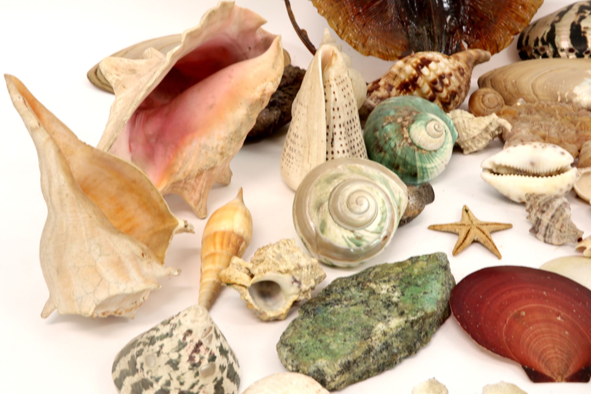 various lot with shells, fossiles and geodes ||Lot met geodes, schelpen en fossielen - Image 3 of 4