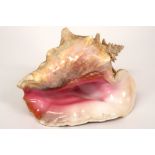 large conch shell ||Mooie grote Fashiolara Trapezium schelp, een zgn "Conch" - hoogte en breedte :