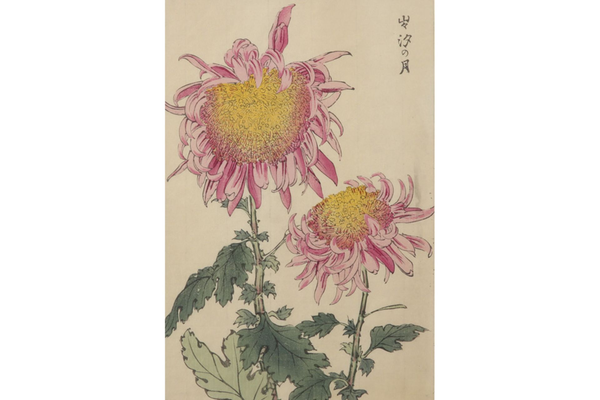 antique Hasegawa Keika woodcut from the "100 Chrysanthemums" series, edited by Noasaburo in 1893 ||