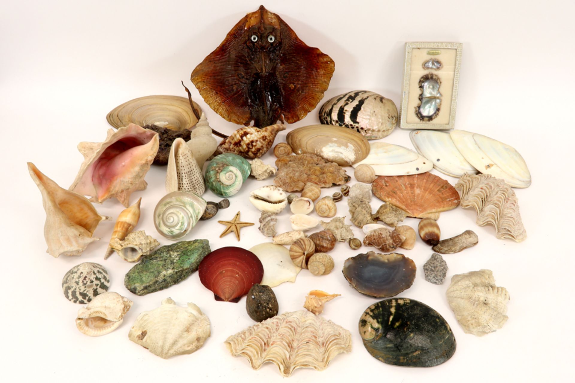 various lot with shells, fossiles and geodes ||Lot met geodes, schelpen en fossielen - Image 2 of 4