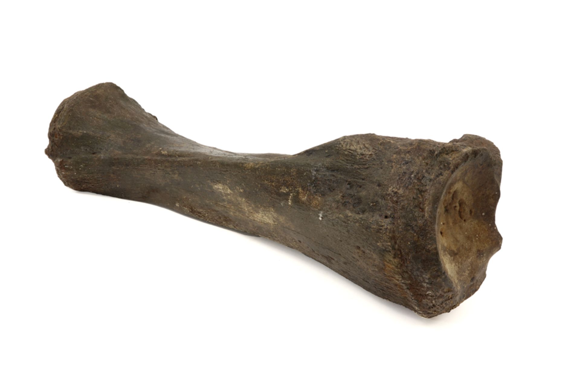Prehistoric, ca 100,000 year old fossilized mammoth tibia bone, found in Belgium || - Image 2 of 3