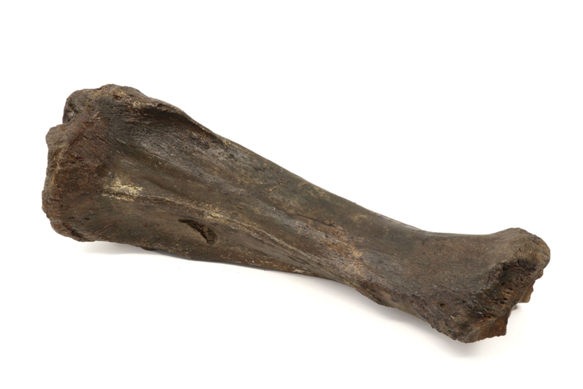 Prehistoric, ca 100,000 year old fossilized mammoth tibia bone, found in Belgium ||