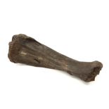 Prehistoric, ca 100,000 year old fossilized mammoth tibia bone, found in Belgium ||