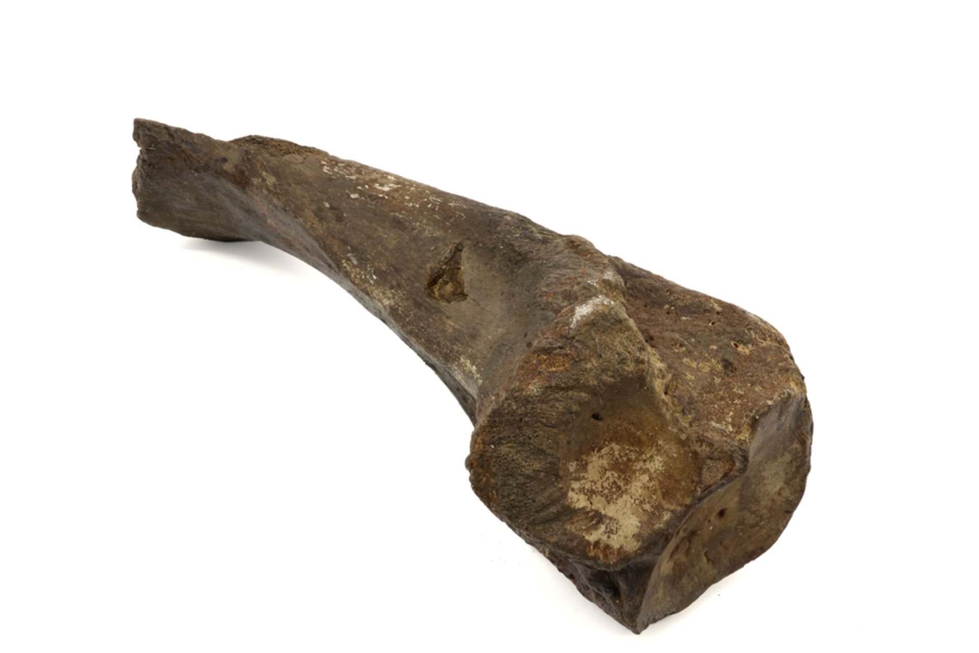 Prehistoric, ca 100,000 year old fossilized mammoth tibia bone, found in Belgium || - Image 3 of 3