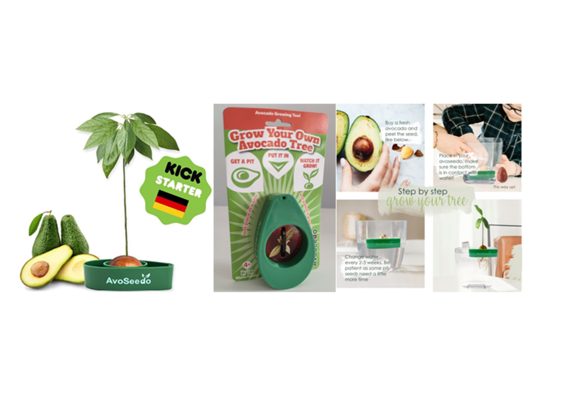 1000 X AVOCADO TREE GROWING KITS