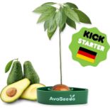 1000 X GROW YOUR OWN AVOCADO TREE KIT